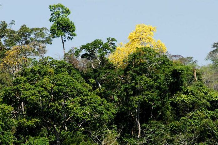 Mata, área verde, floresta