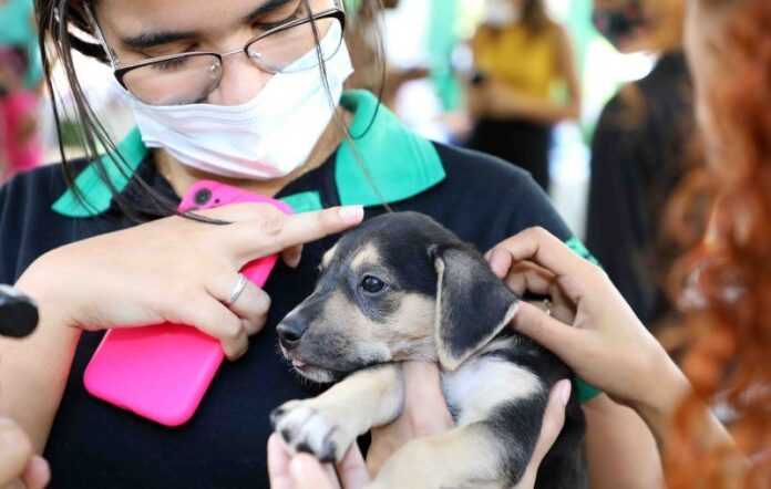 Cachorro, feira de adoção