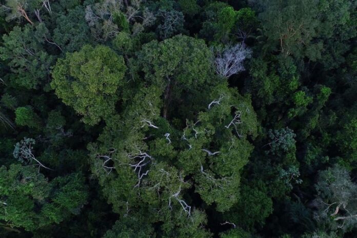 Ambiental, floresta, mato